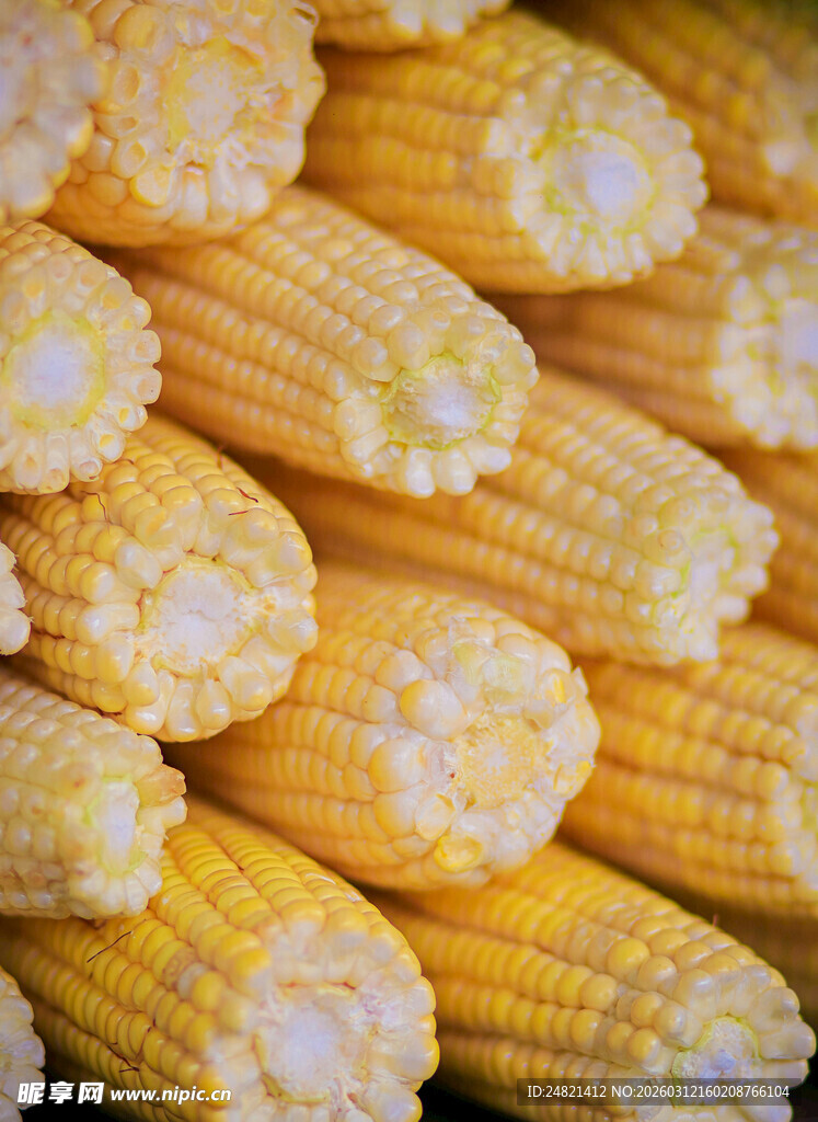 金黄饱满的新鲜玉米