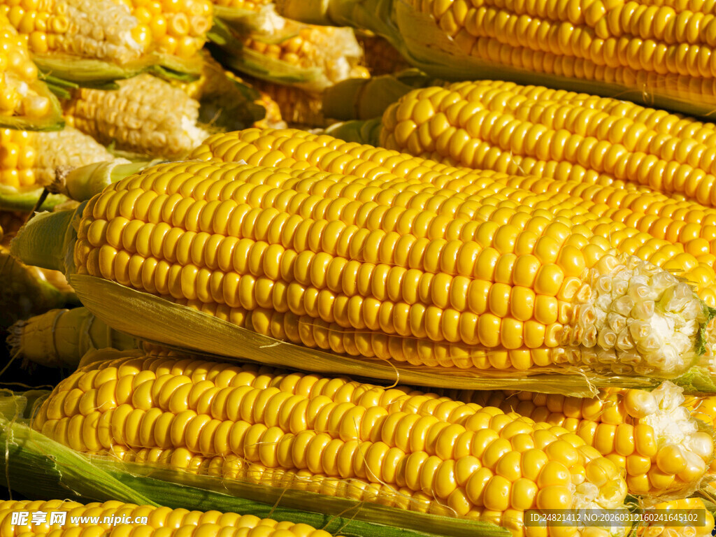 新鲜饱满的玉米