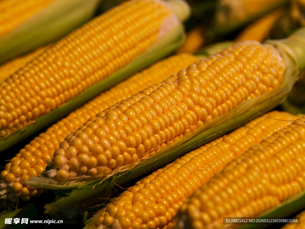 金黄饱满的新鲜玉米