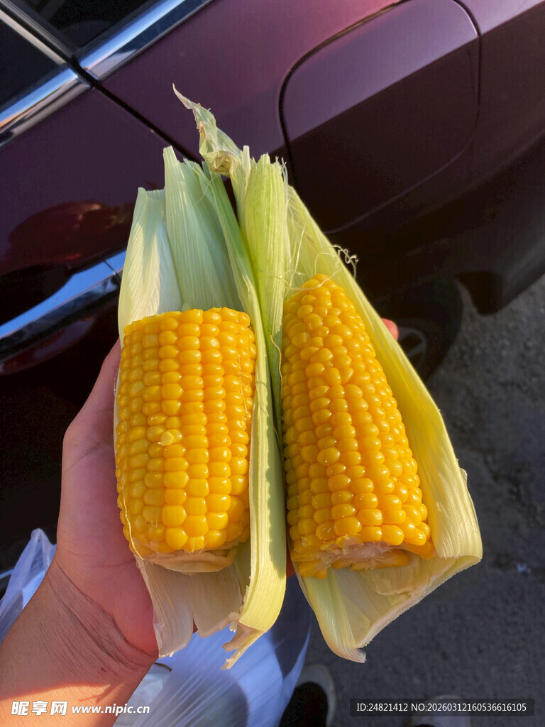 手捧新鲜玉米