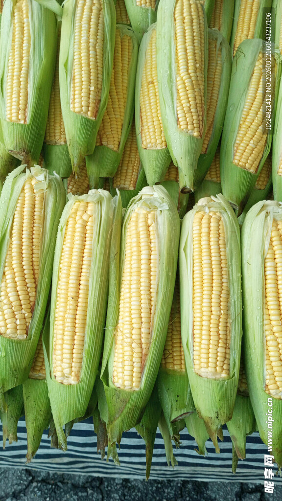 新鲜玉米整齐排列