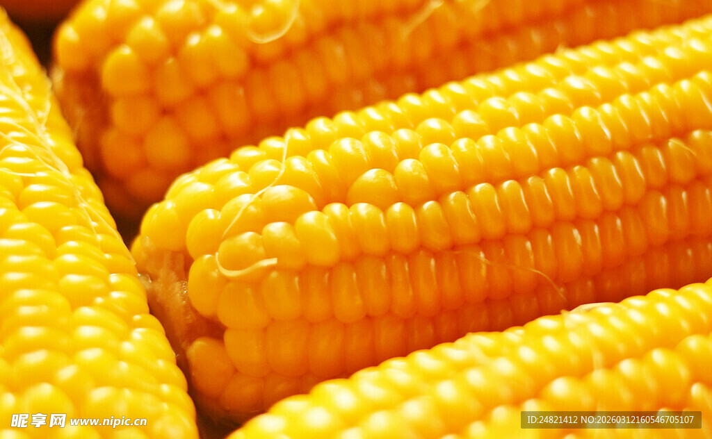 新鲜饱满的金黄玉米