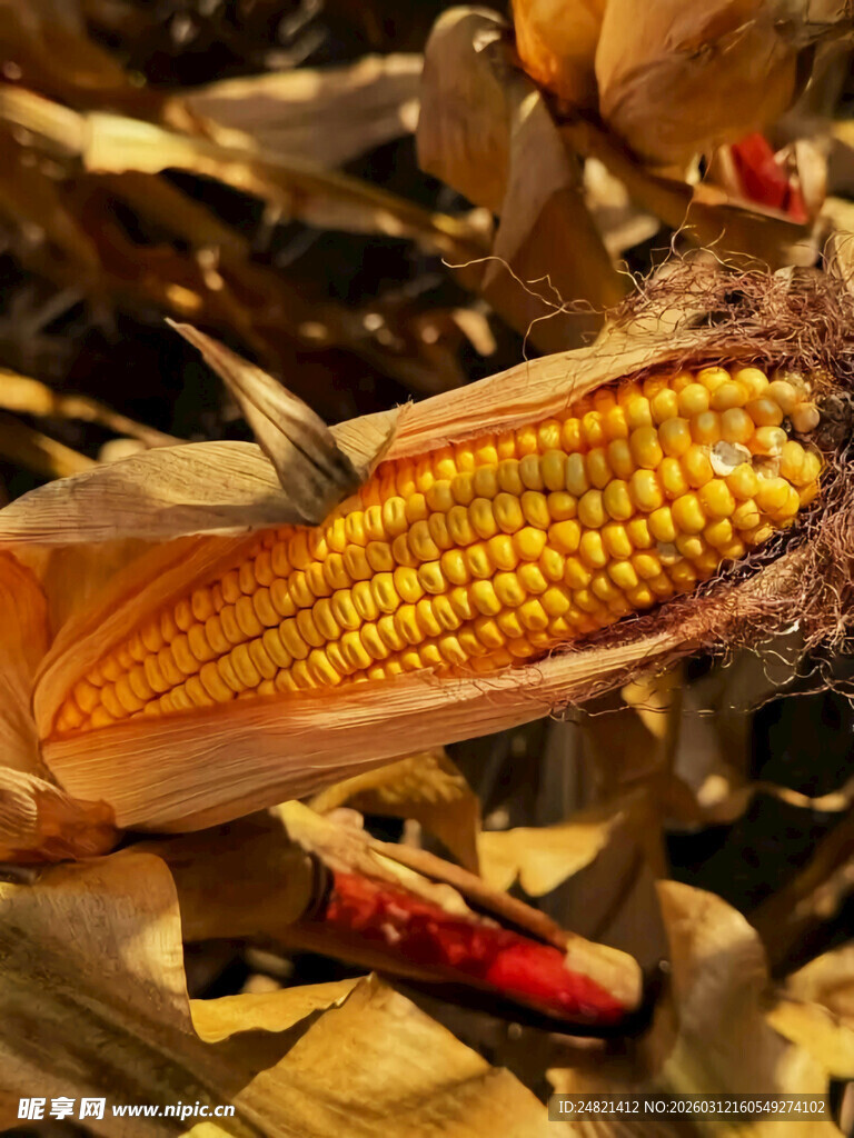 成熟玉米特写