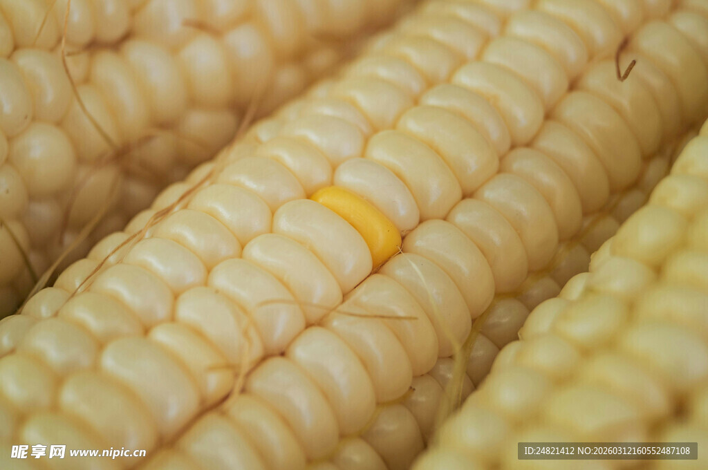 金黄饱满的鲜嫩玉米