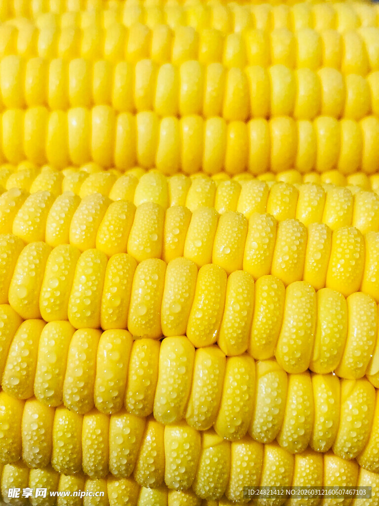 金黄饱满的新鲜玉米棒