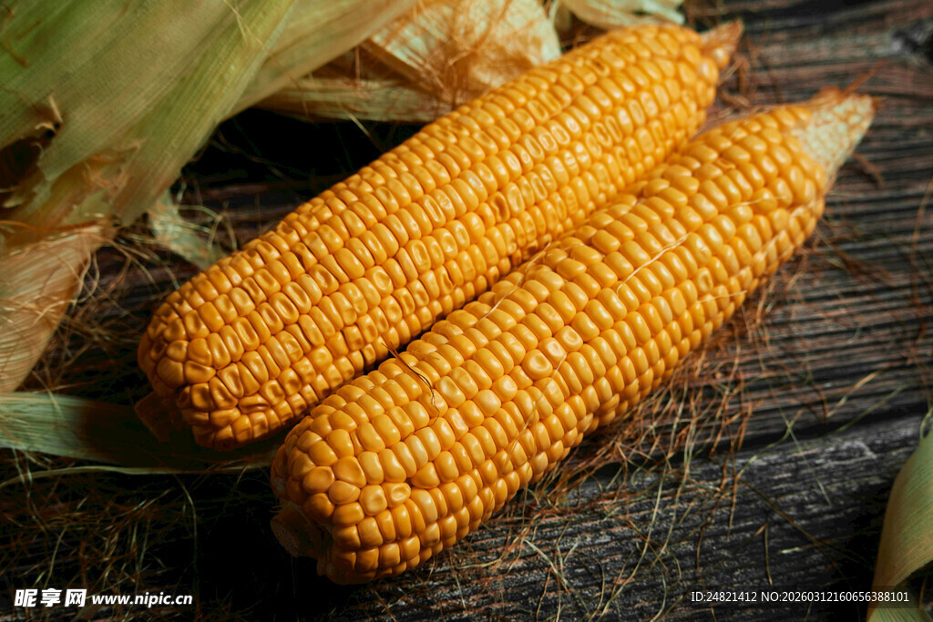木桌上的两根金黄玉米