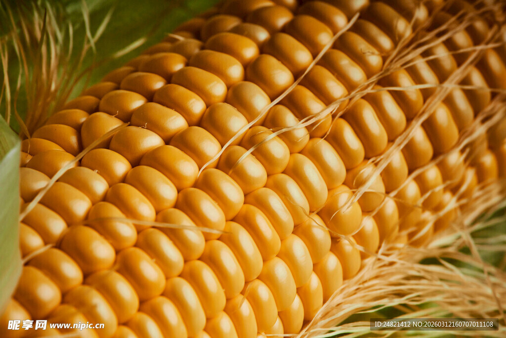 饱满金黄玉米特写