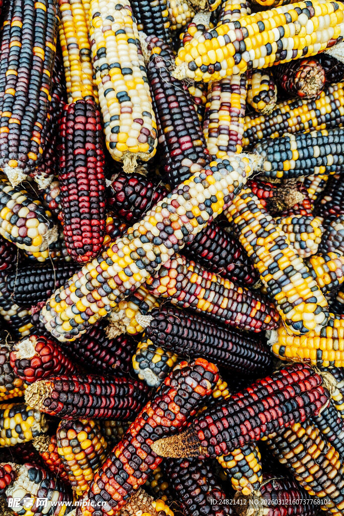 多彩玉米堆叠