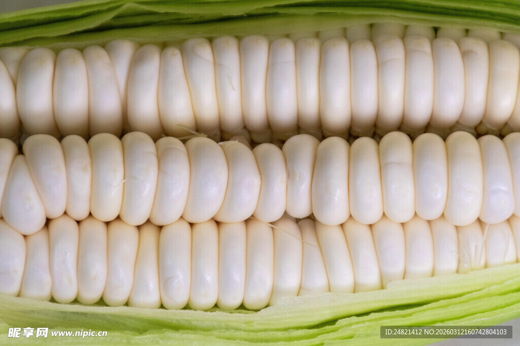 新鲜剥开的白嫩玉米棒