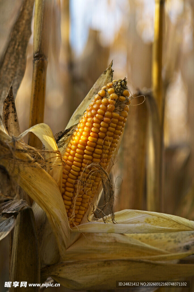 成熟玉米特写