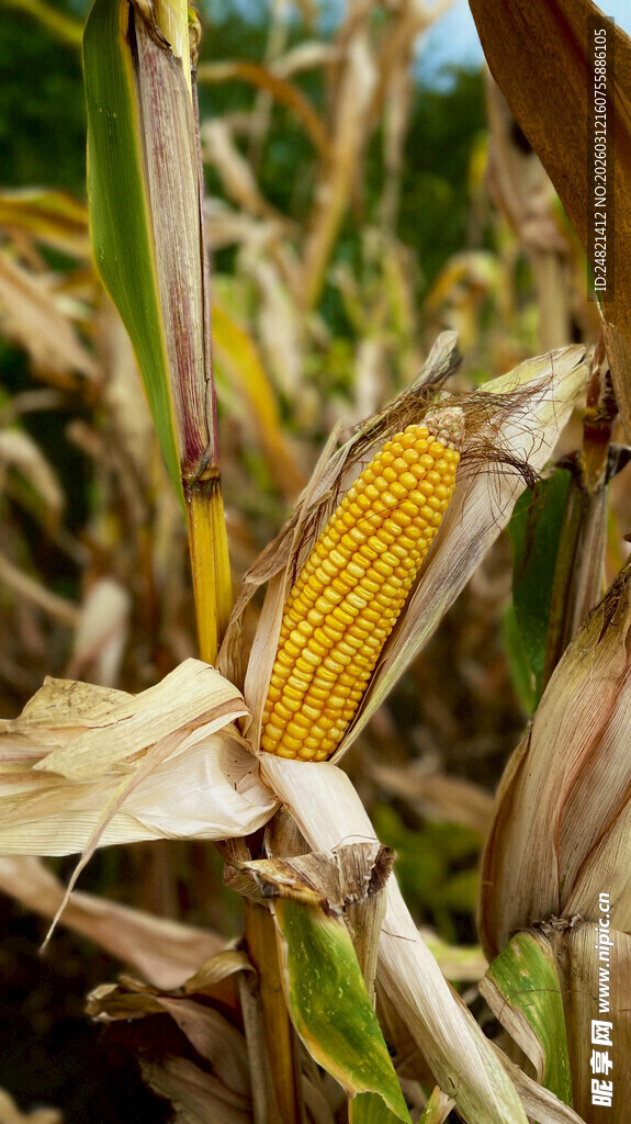 成熟玉米棒特写