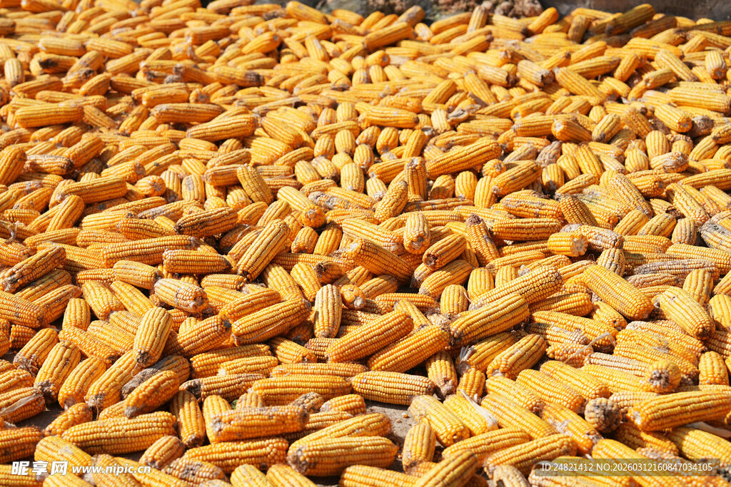 金黄饱满的坚果散落在地