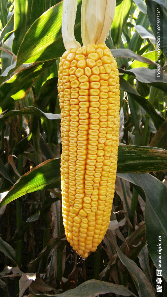 金黄饱满的成熟玉米