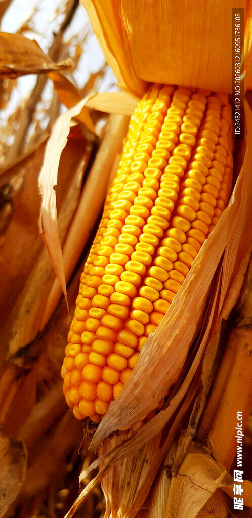 金黄饱满的成熟玉米棒