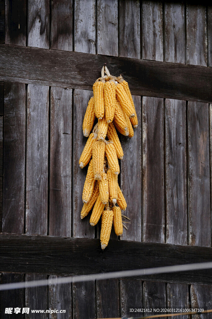 木墙挂着的金黄玉米串