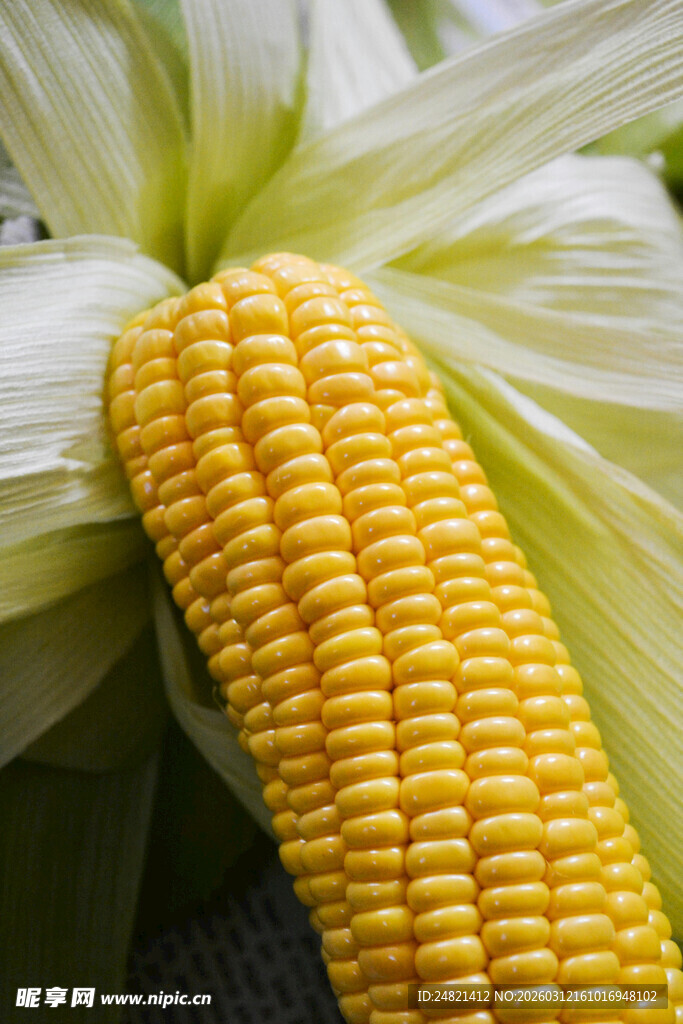鲜嫩金黄玉米特写