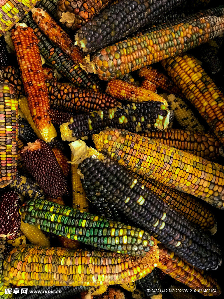 多彩玉米堆叠展示