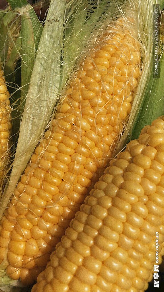 新鲜饱满的金黄玉米