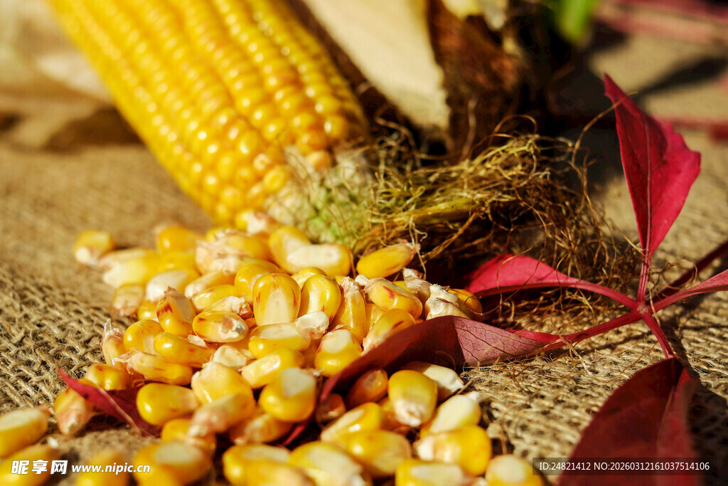 金黄玉米粒与玉米棒特写