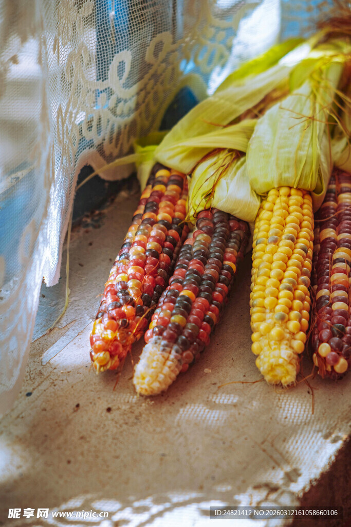 多彩玉米展示