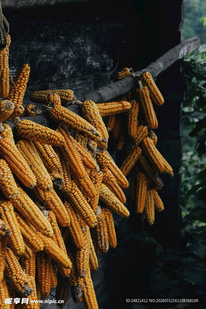 屋檐下悬挂着的金黄玉米