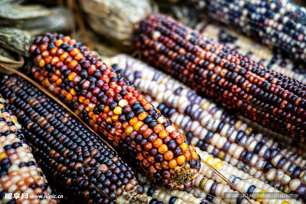 多彩玉米串展示独特魅力
