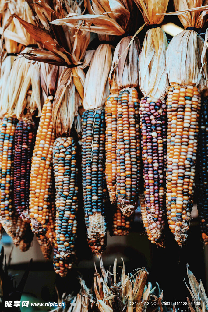 多彩玉米串悬挂展示