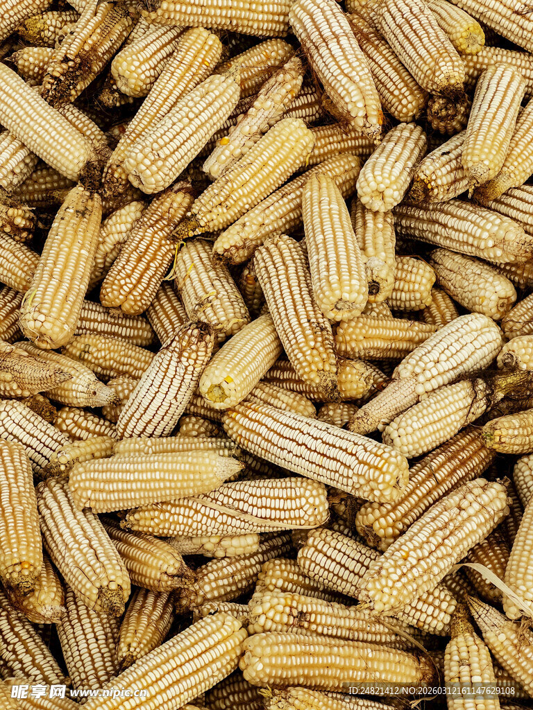 饱满菊苣根颗粒