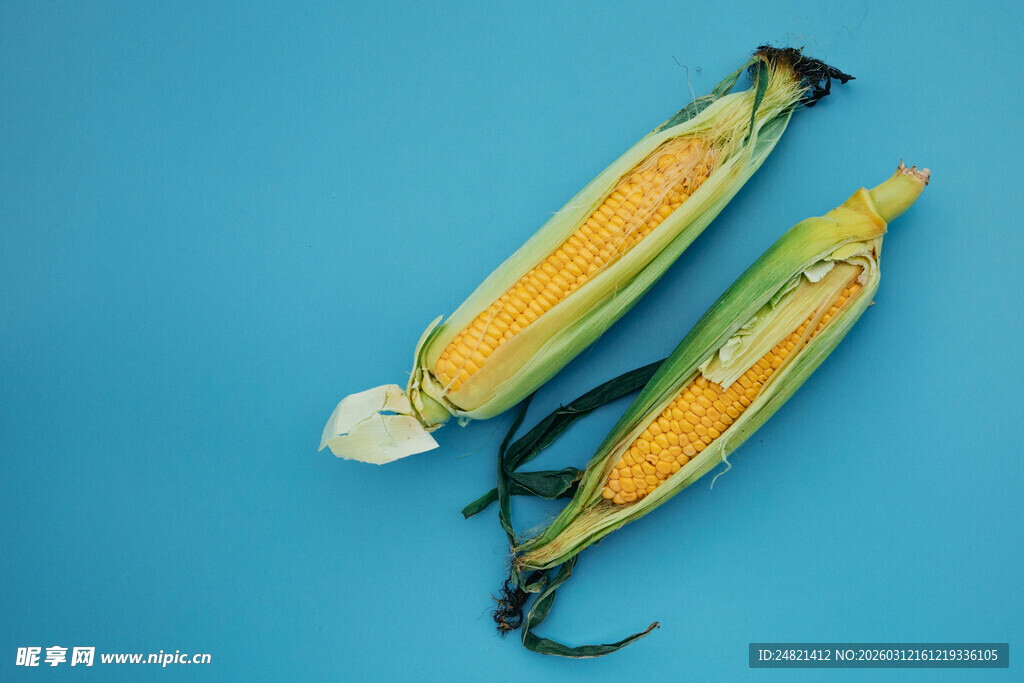 两根鲜玉米摆于蓝色背景