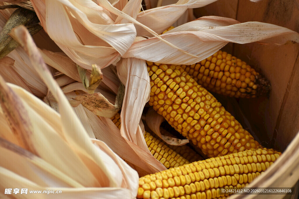 竹篮中的金黄新鲜玉米