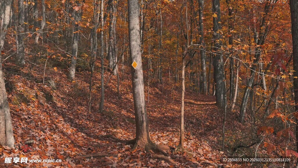 秋日森林的斑斓景致