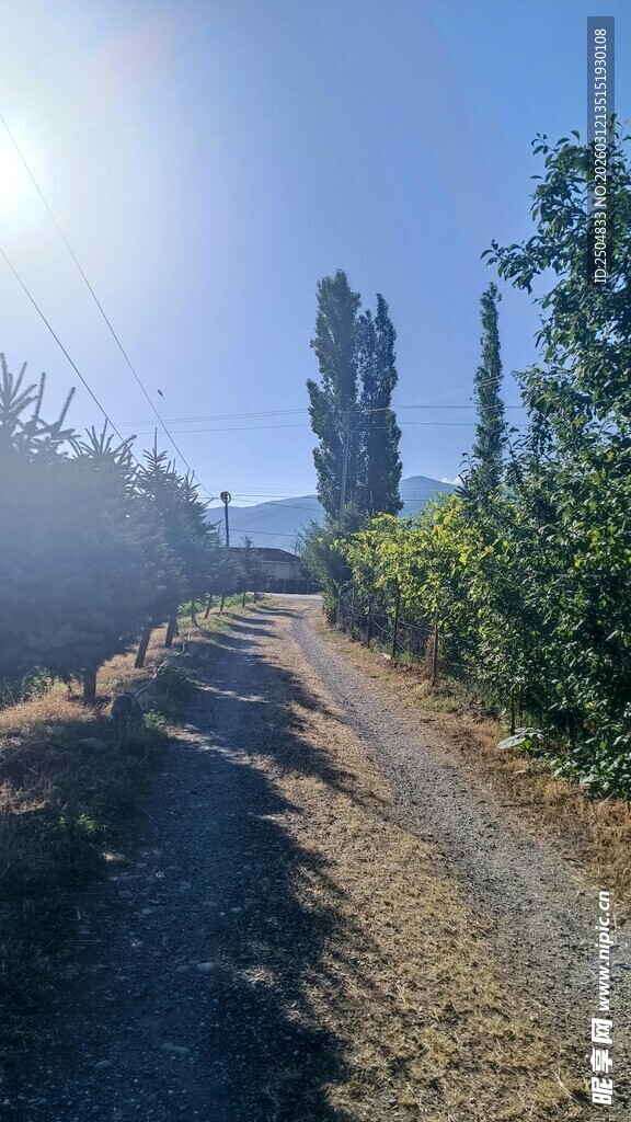 阳光照耀下的乡间小路