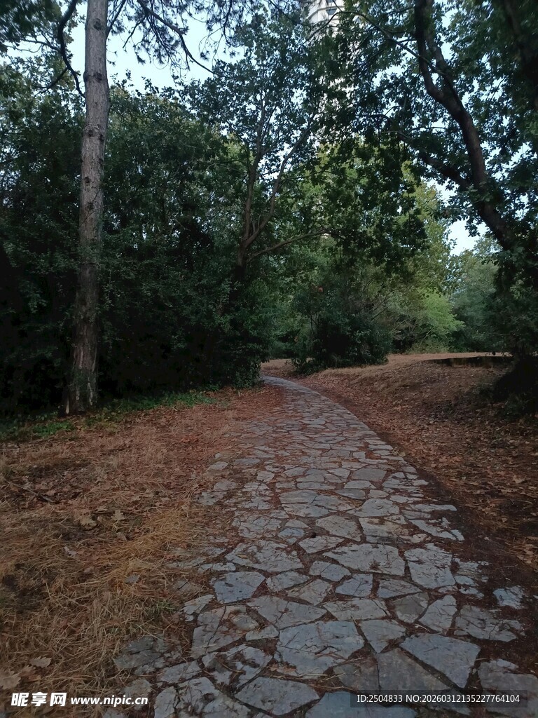 林间石板小径 静谧自然