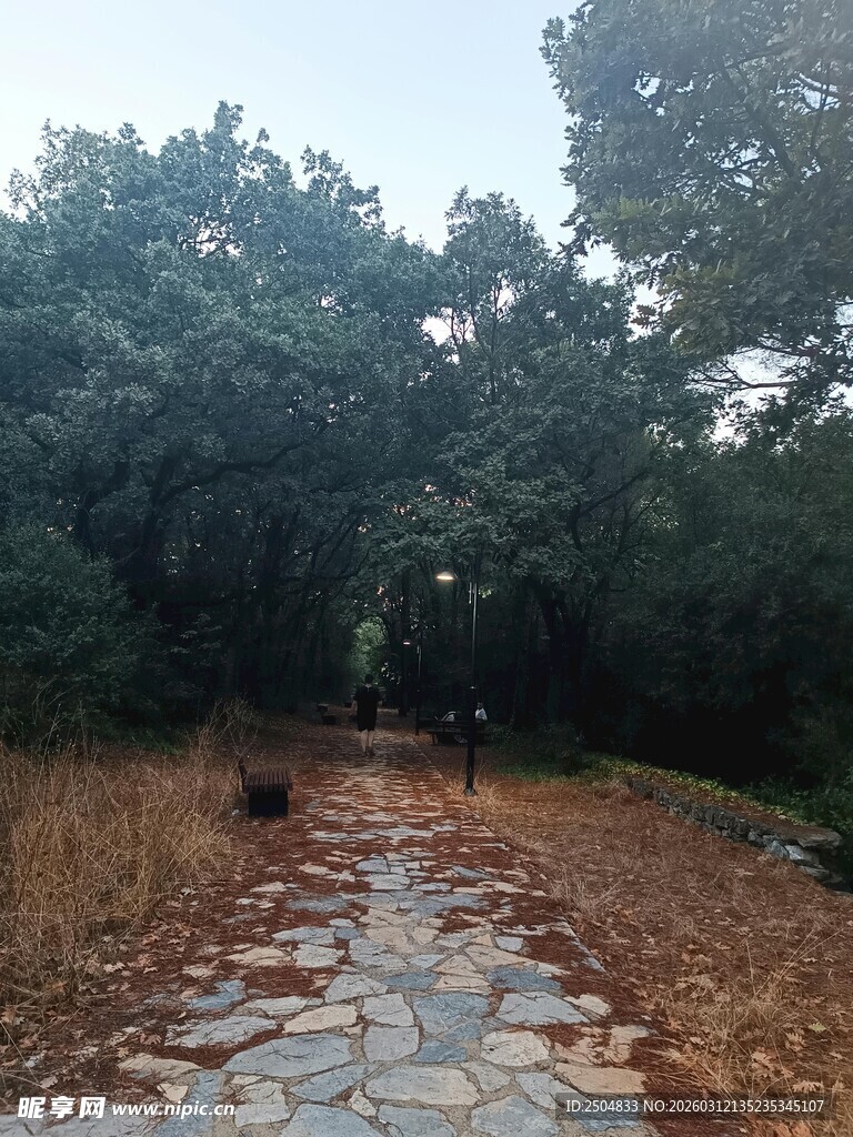 林间碎石小径 静谧自然景