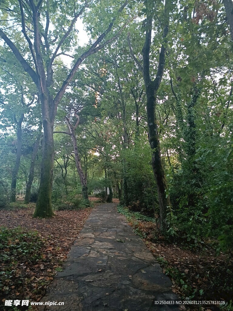 林间雾中小径 静谧之景