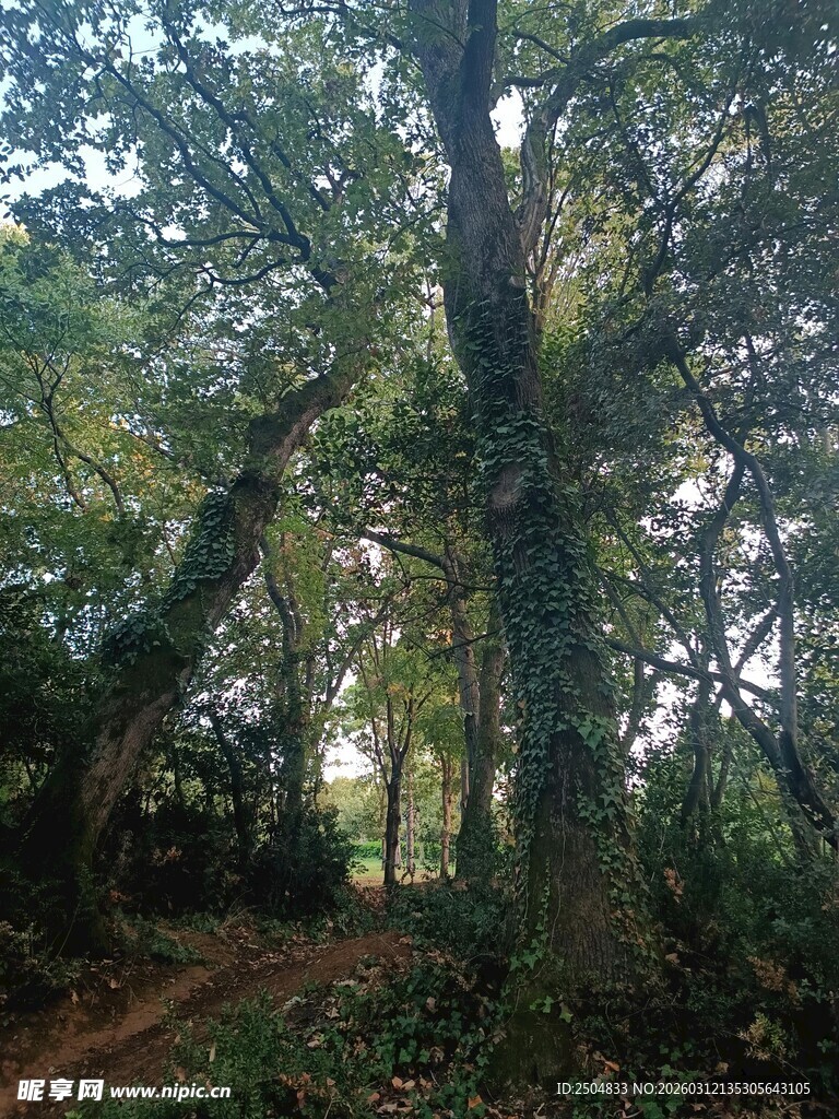 林间幽静小道 绿意盎然