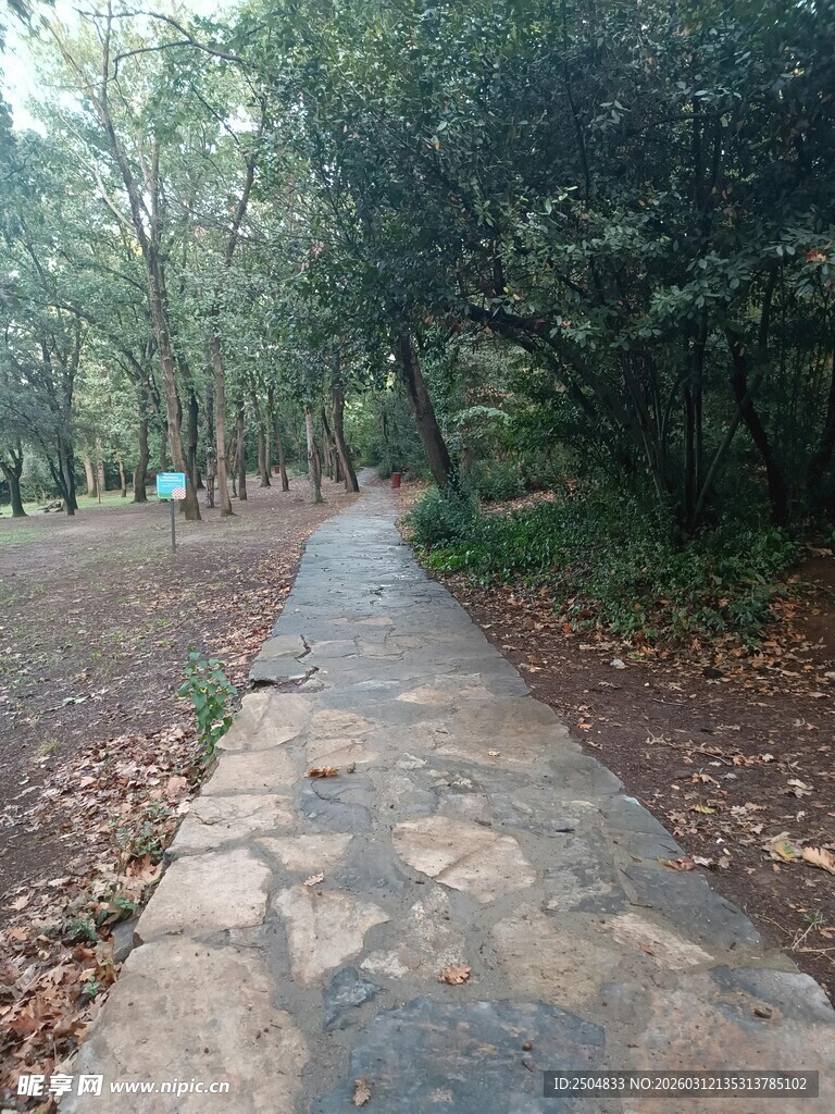 林间石板小径 静谧自然景