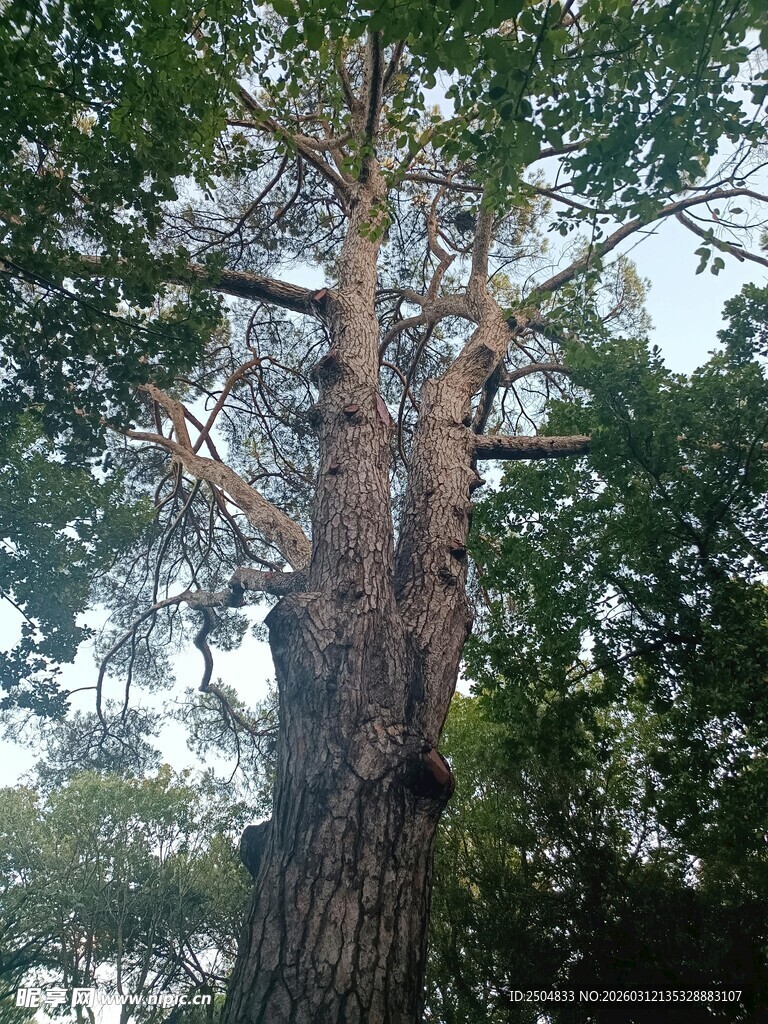 高大挺拔的参天大树