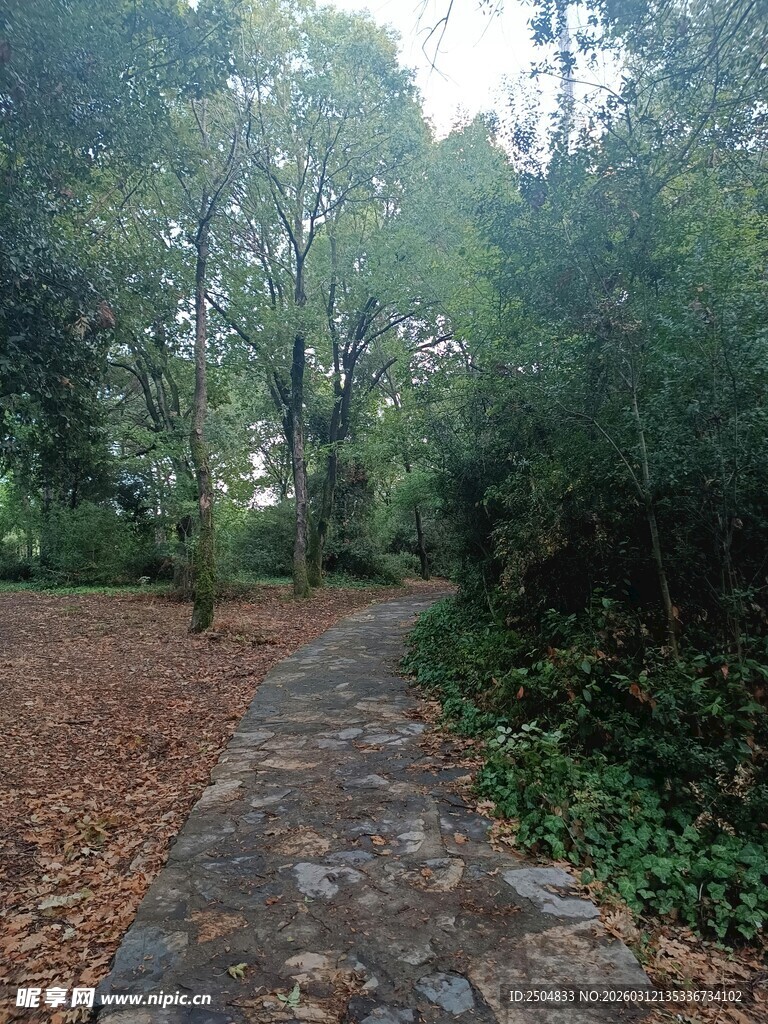 林间石径 静谧自然风光