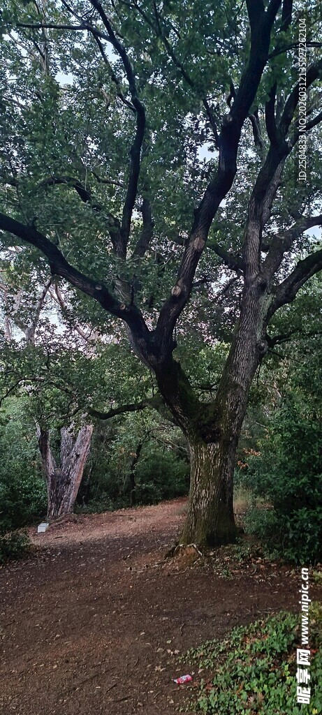 林间幽静小道 大树成荫
