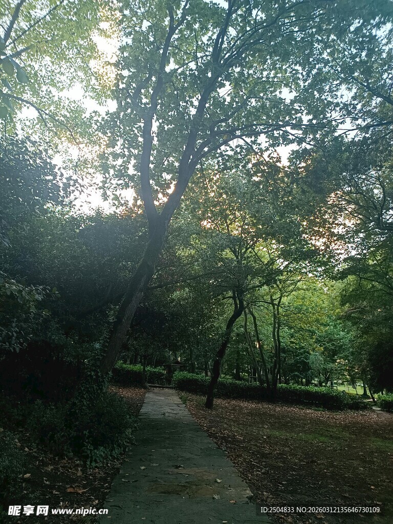 林间小道 阳光洒落美景