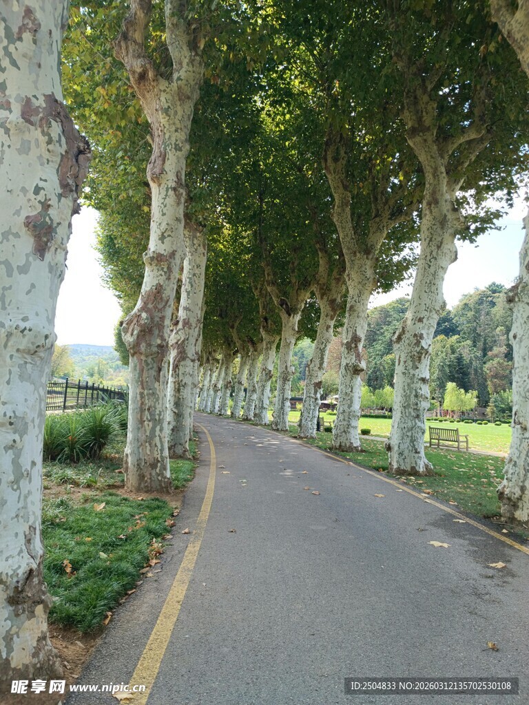 林荫小道的静谧风光