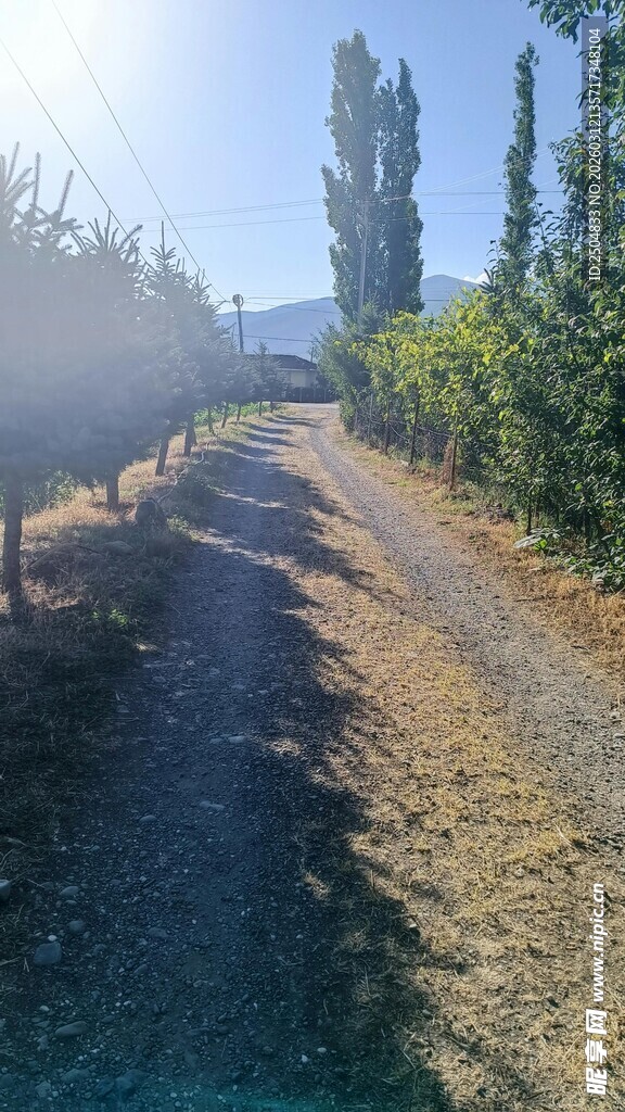 乡间小路 阳光洒落的静谧