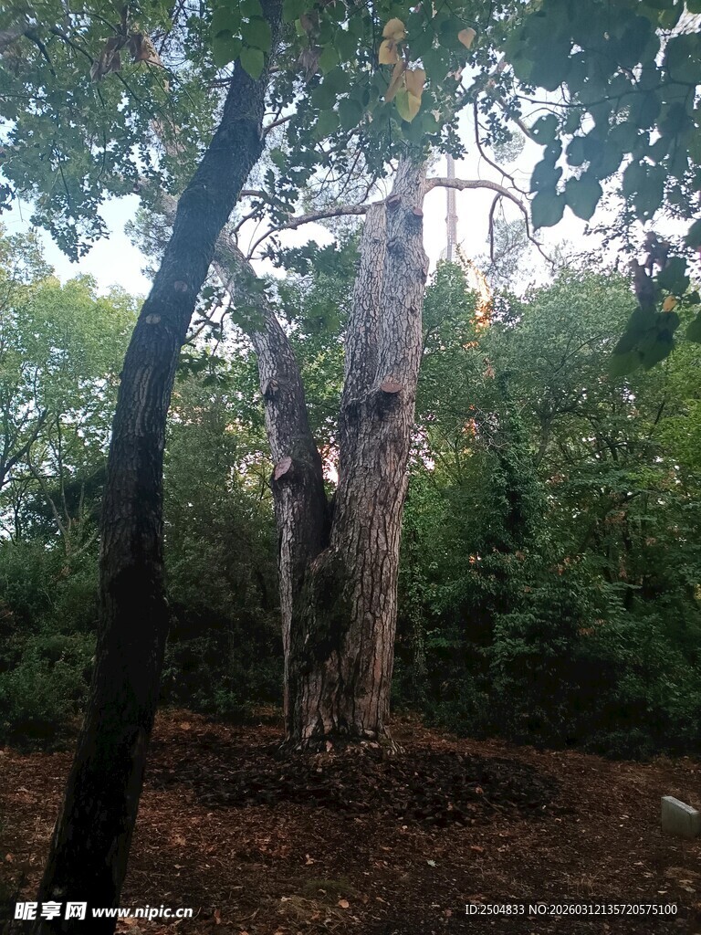 森林中枯立的树木