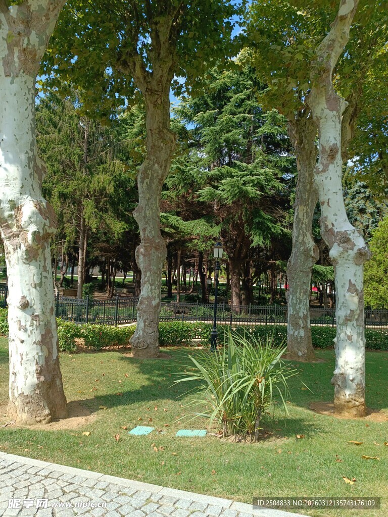 林间草地的葱郁树木