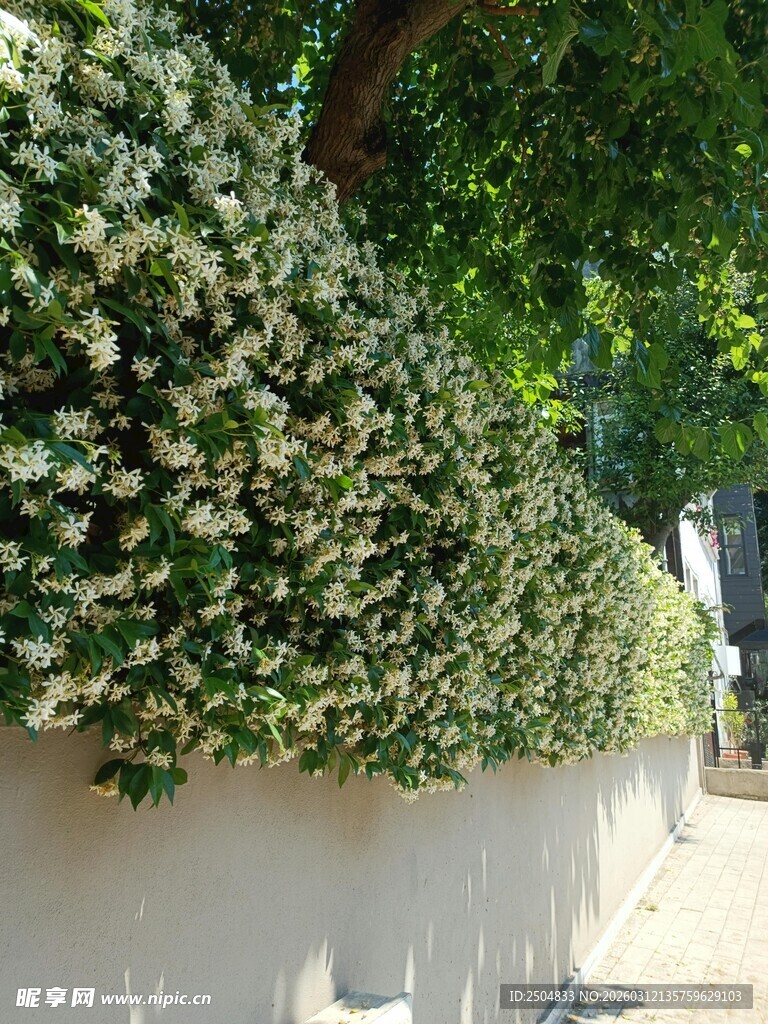 白色花墙装点的静谧小径