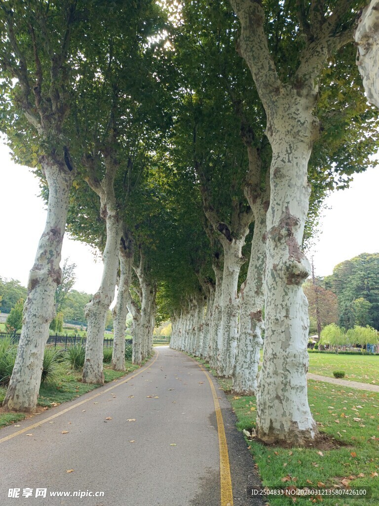林荫小道 静谧树木风景线