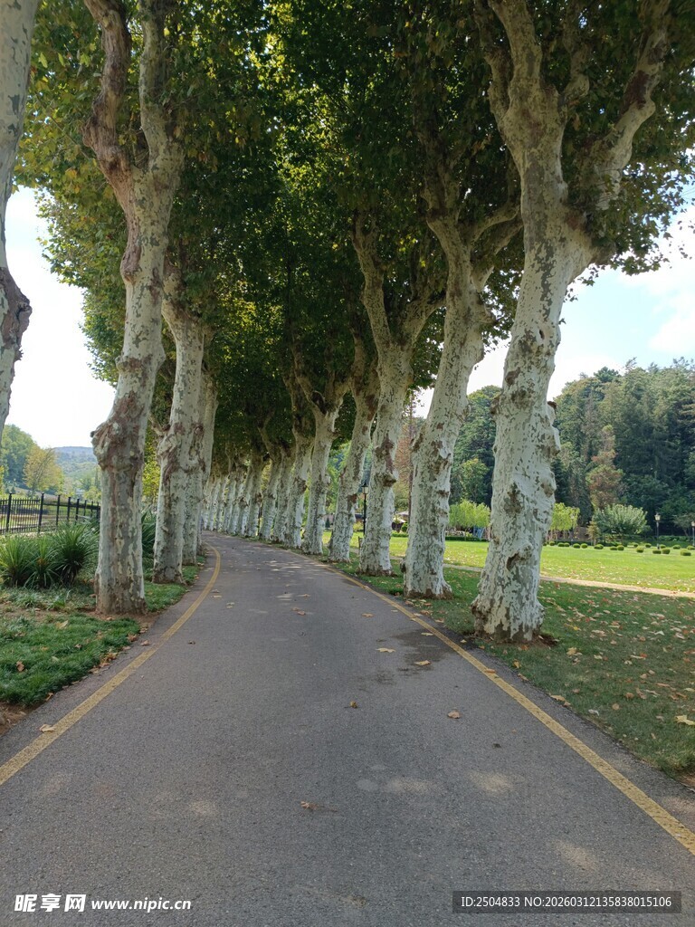 林荫小道 静谧自然之景