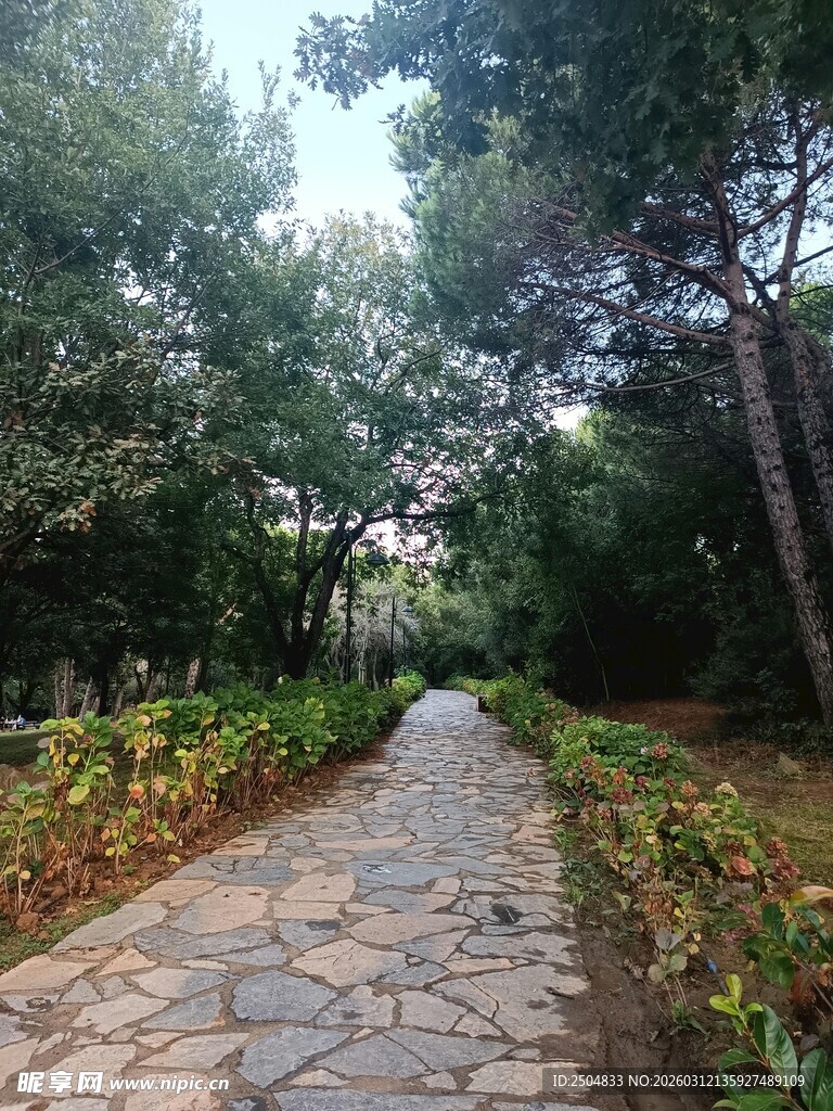 林间石径 自然静谧之景