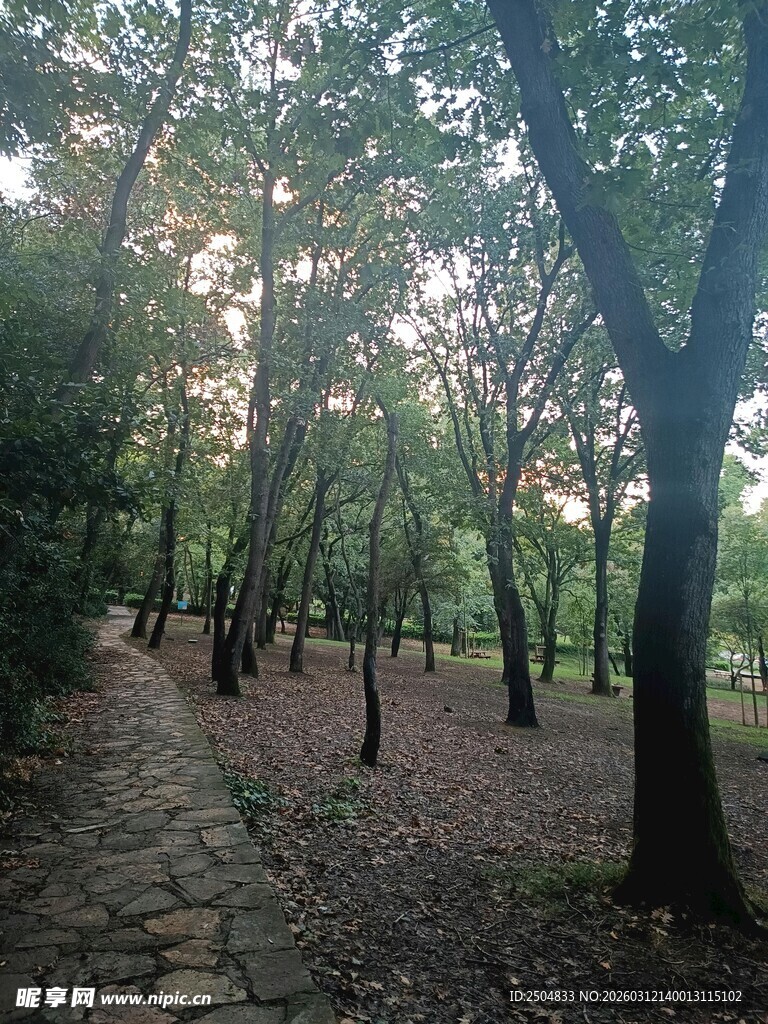 林间石径 静谧自然之景